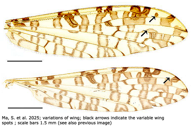 wing