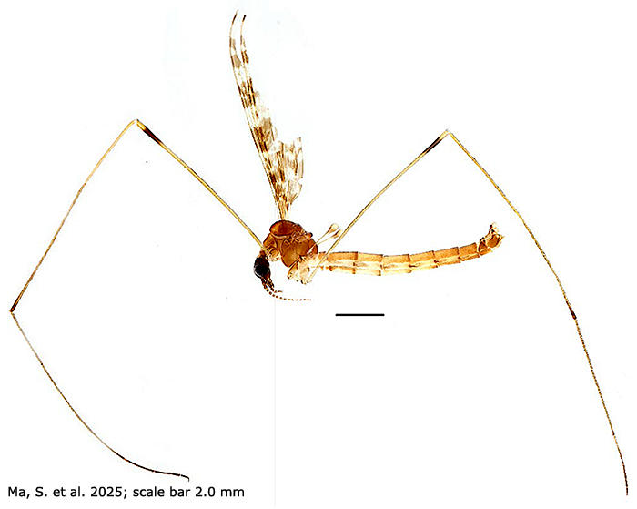habitus - male
