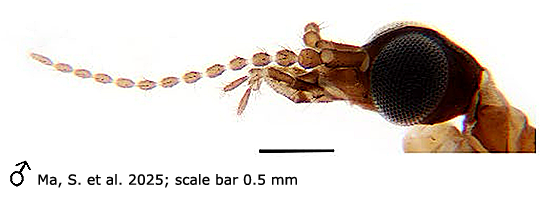 body part(s) - head and antenna