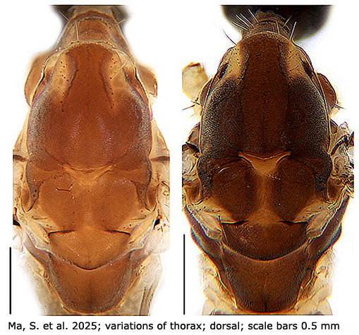 body part(s) - thorax