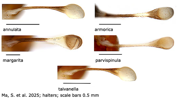body part(s) - thorax