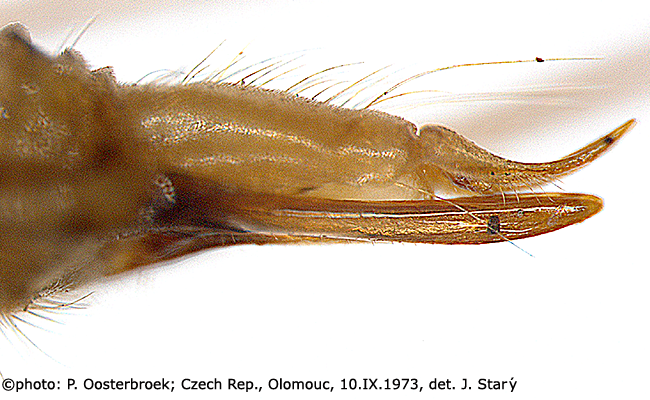 ovipositor