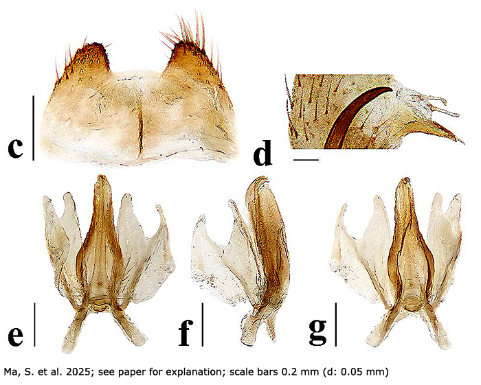 hypopygium