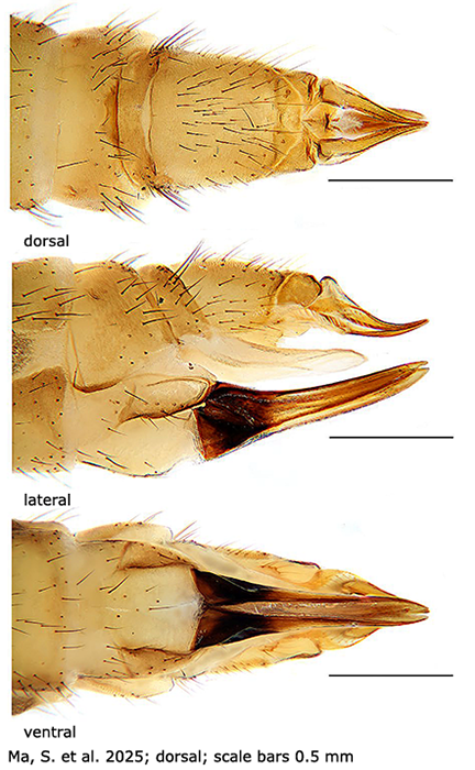 ovipositor