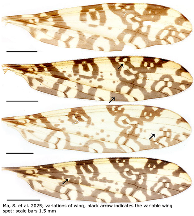 wing