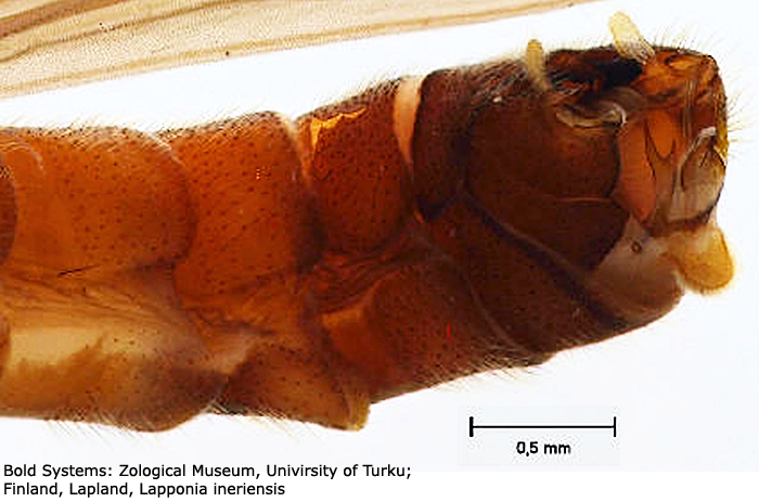 hypopygium