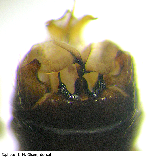 hypopygium