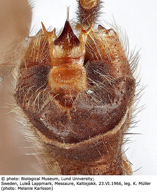 hypopygium