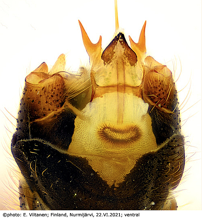 hypopygium