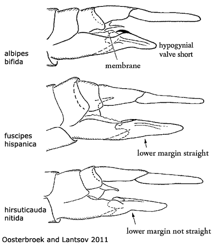 ovipositor