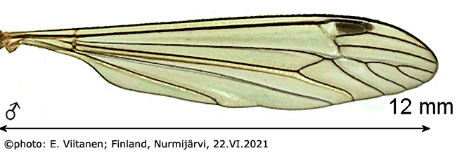wing
