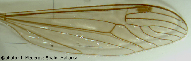 wing