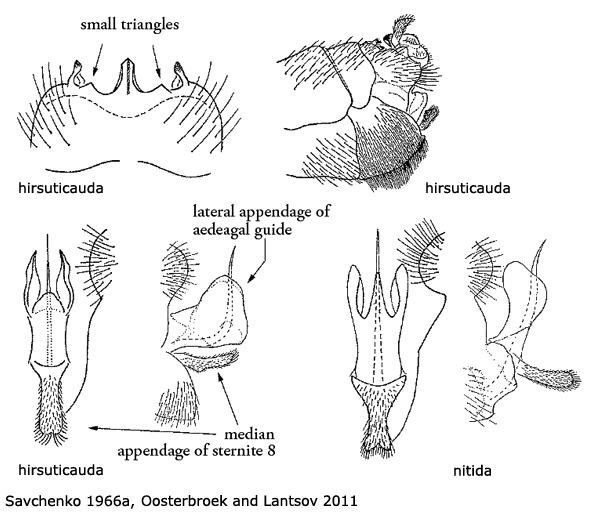 hypopygium