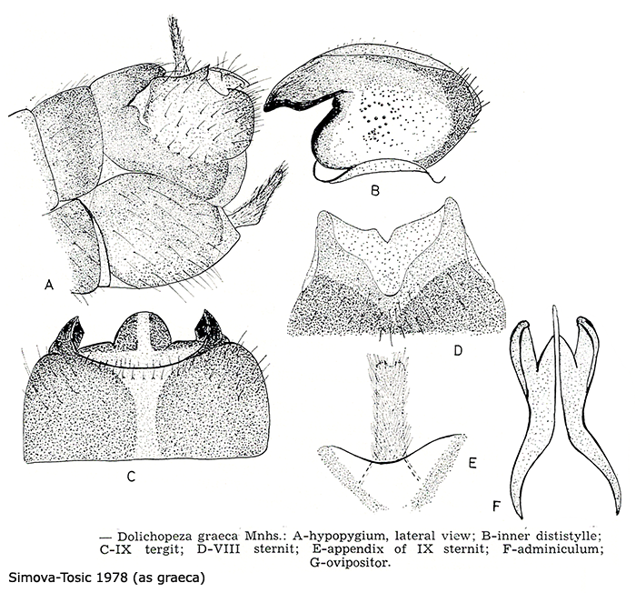 hypopygium