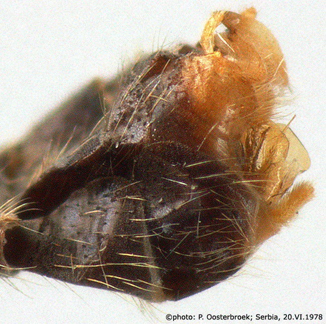 hypopygium