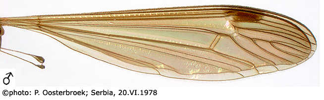 wing