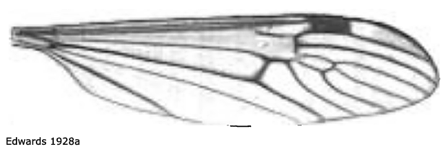 wing