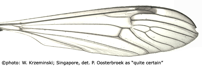 wing
