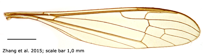 wing