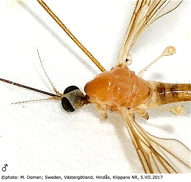 body part(s) - head and thorax