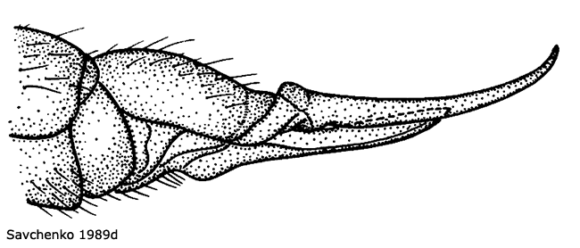 ovipositor