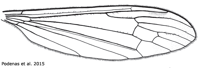 wing