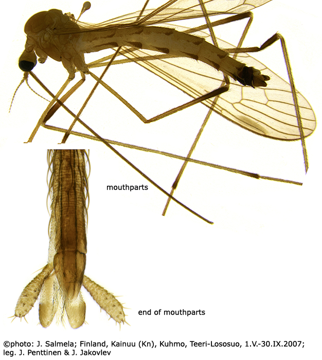 habitus - male