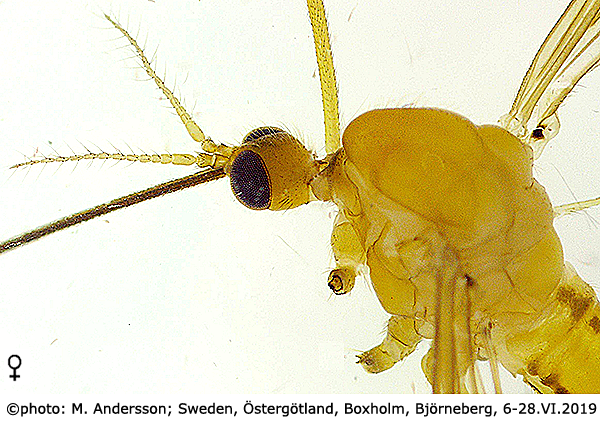 body part(s) - head and thorax