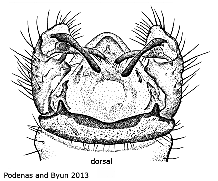 hypopygium