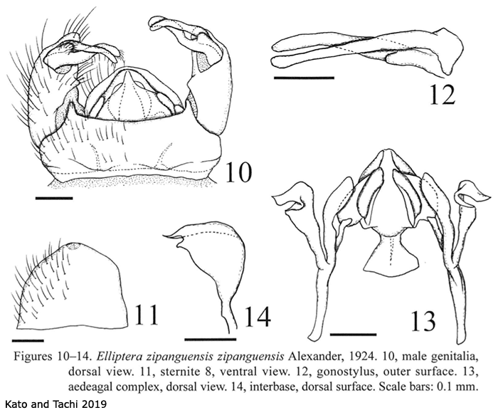 hypopygium