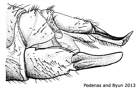 ovipositor