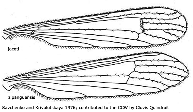 wing