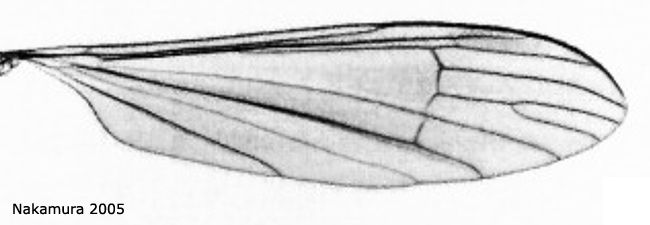 wing