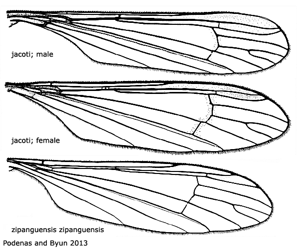 wing