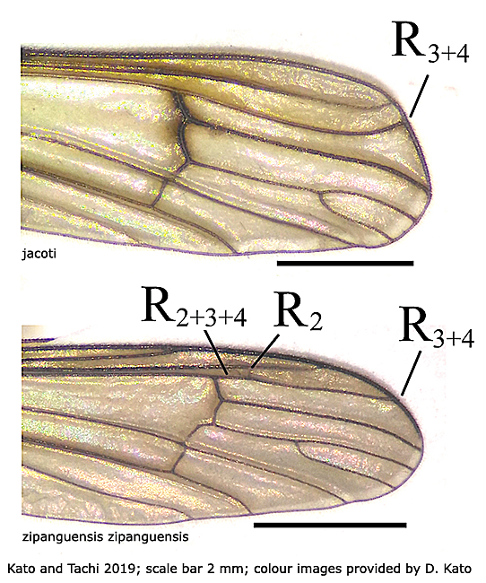 wing