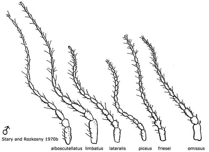 body part(s) - antenna