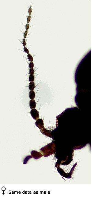 body part(s) - head and antenna