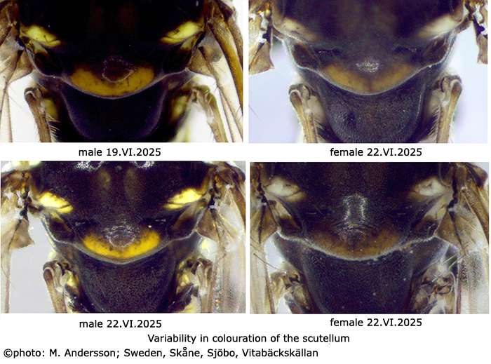 body part(s) - head and thorax