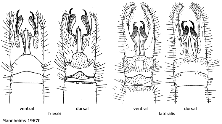 hypopygium