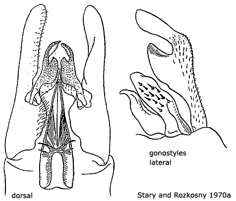 hypopygium