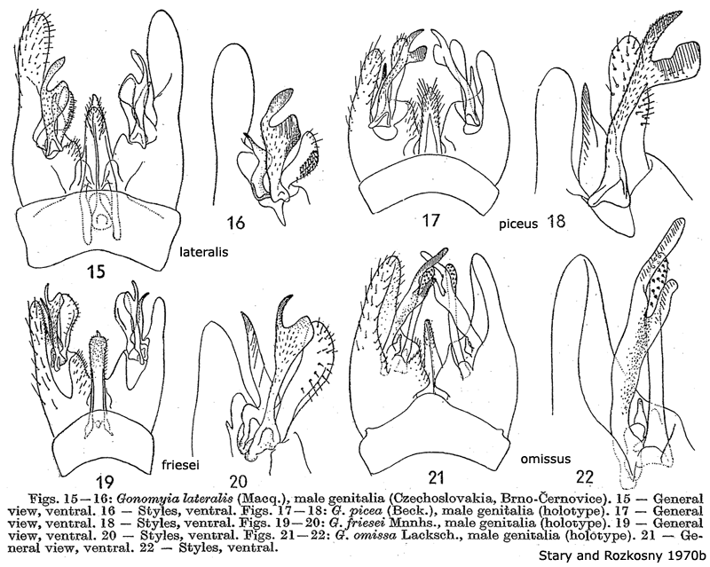 hypopygium