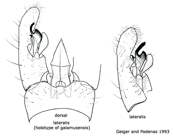 hypopygium