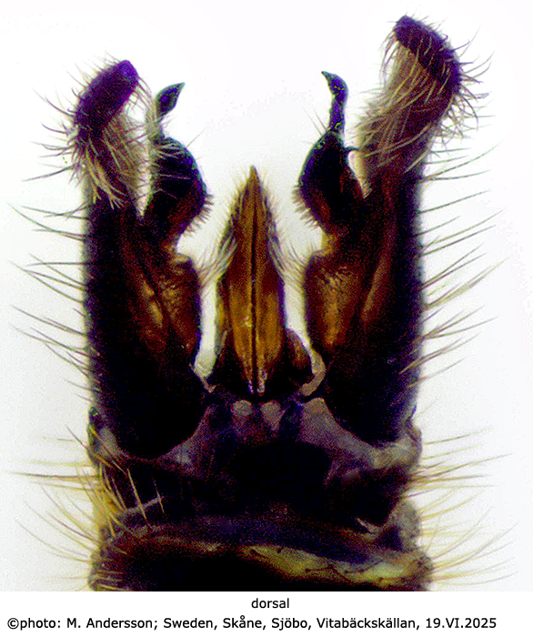 hypopygium