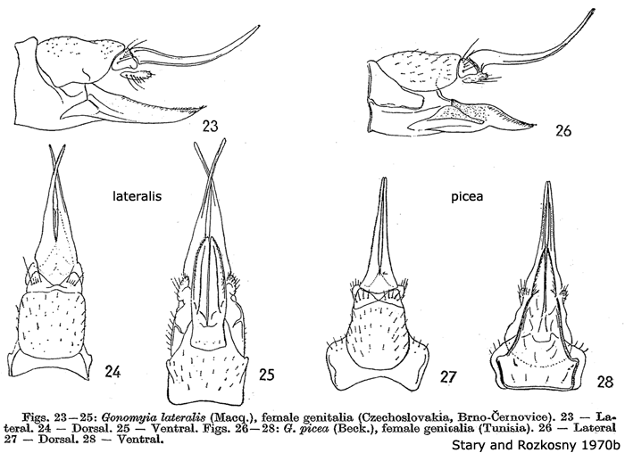 ovipositor