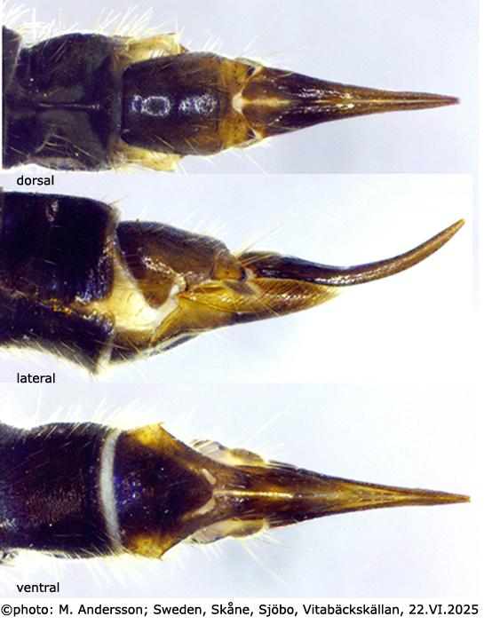 ovipositor