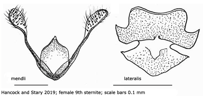 ovipositor