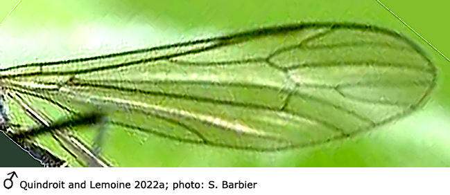 wing