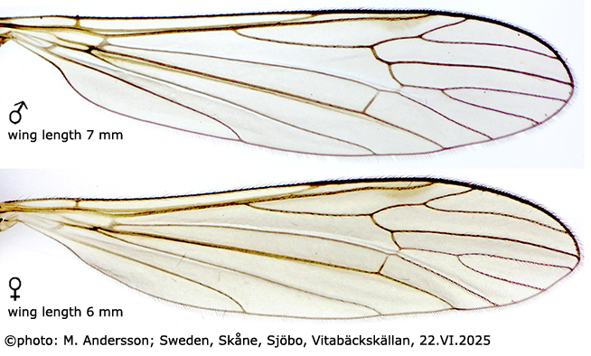 wing
