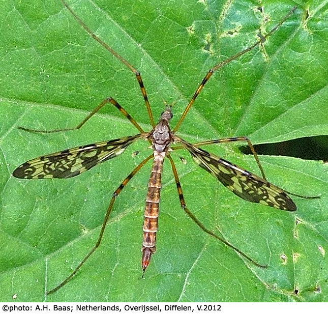habitus - female