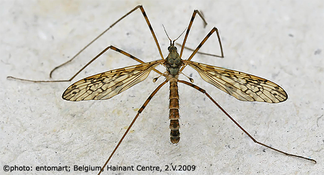 habitus - male
